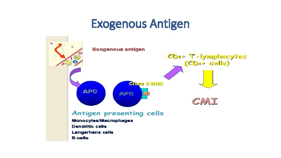 Exogenous Antigen 