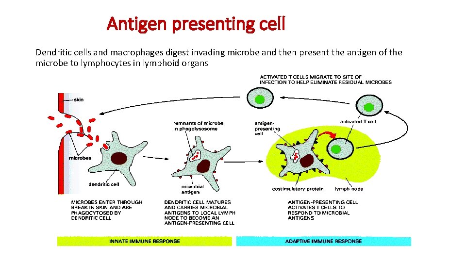 Antigen presenting cell Dendritic cells and macrophages digest invading microbe and then present the