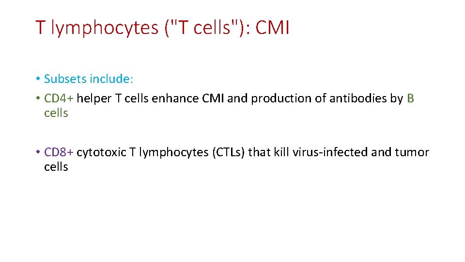 T lymphocytes ("T cells"): CMI • Subsets include: • CD 4+ helper T cells