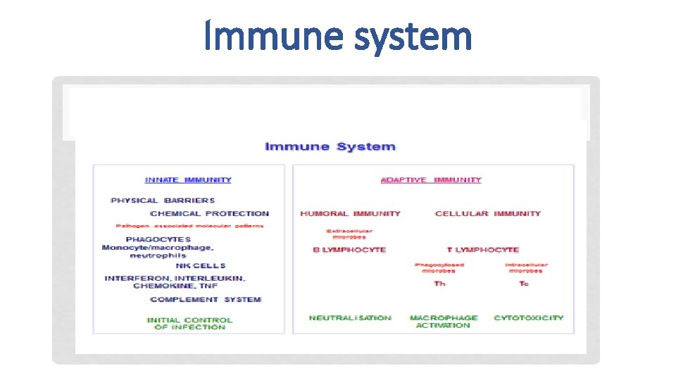 Immune system 