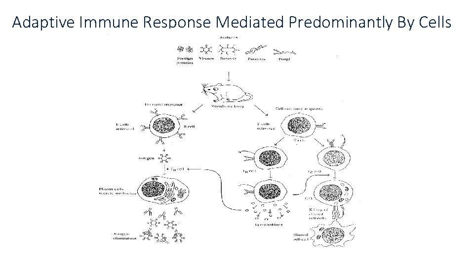 Adaptive Immune Response Mediated Predominantly By Cells Adaptive Immune Response Mediated Predominantly By Cells