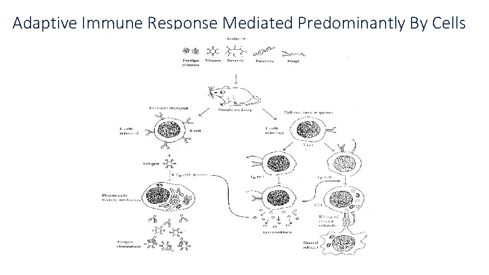 Adaptive Immune Response Mediated Predominantly By Cells 