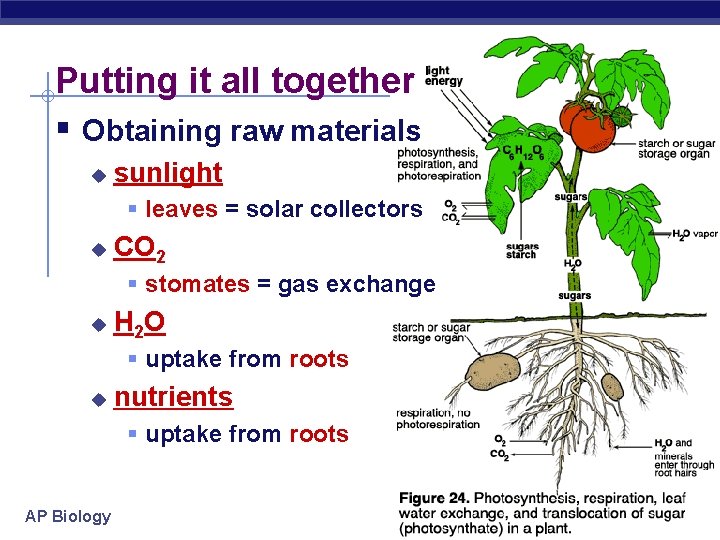 Putting it all together § Obtaining raw materials u sunlight § leaves = solar