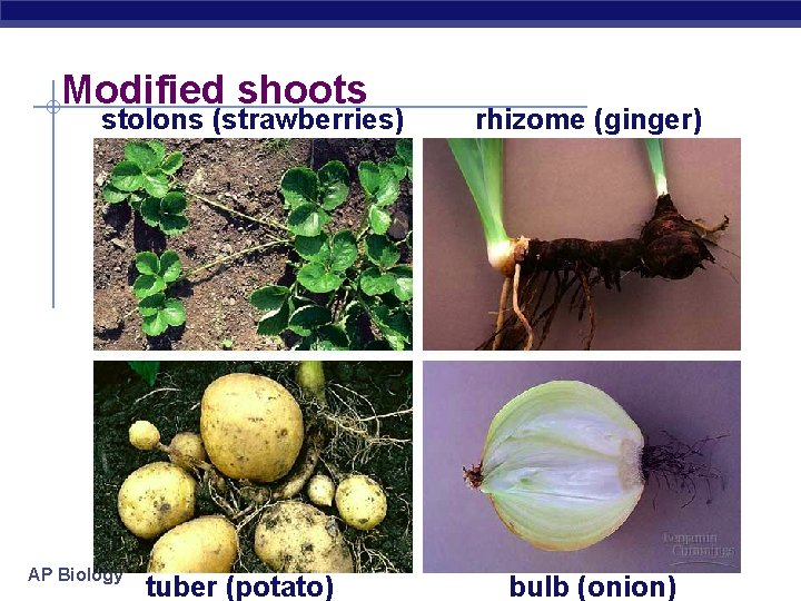 Modified shoots stolons (strawberries) AP Biology tuber (potato) rhizome (ginger) bulb (onion) 