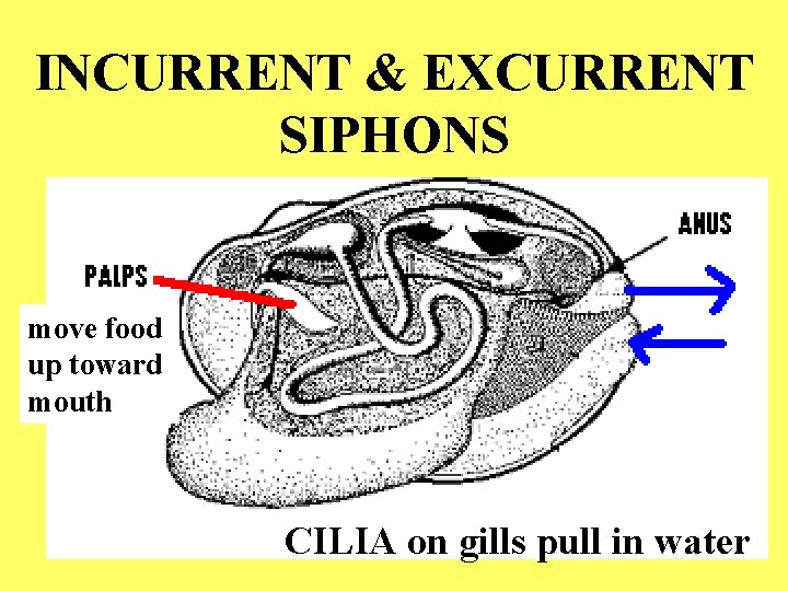 INCURRENT & EXCURRENT SIPHONS move food up toward mouth CILIA on gills pull in