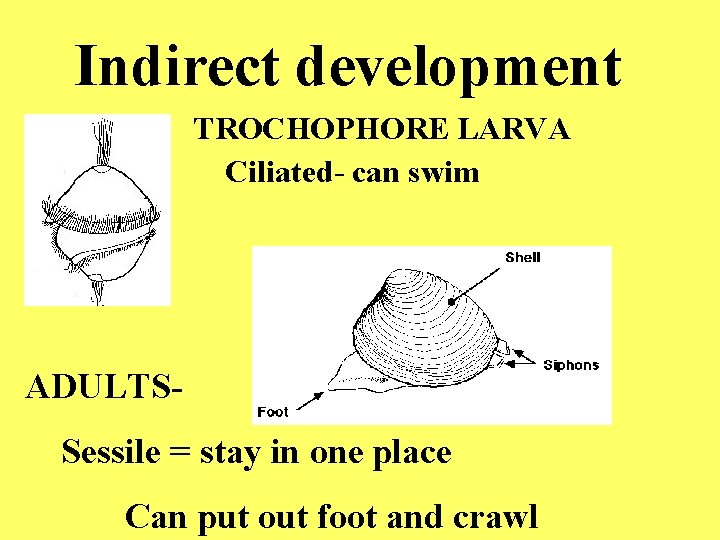 Indirect development TROCHOPHORE LARVA Ciliated- can swim ADULTS- Sessile = stay in one place