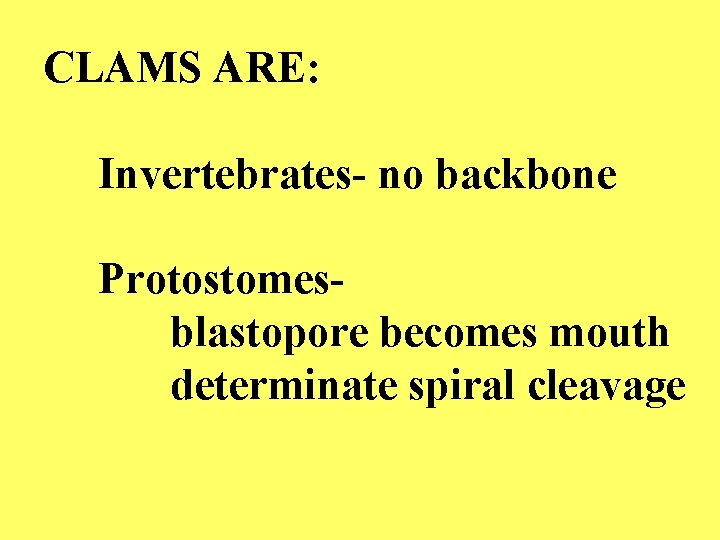 CLAMS ARE: Invertebrates- no backbone Protostomes- blastopore becomes mouth determinate spiral cleavage 