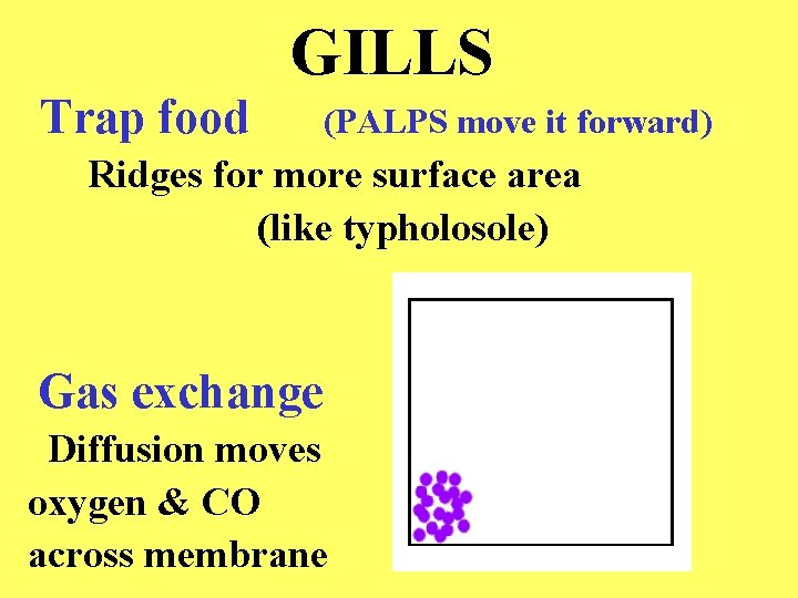 GILLS Trap food (PALPS move it forward) Ridges for more surface area (like typholosole)