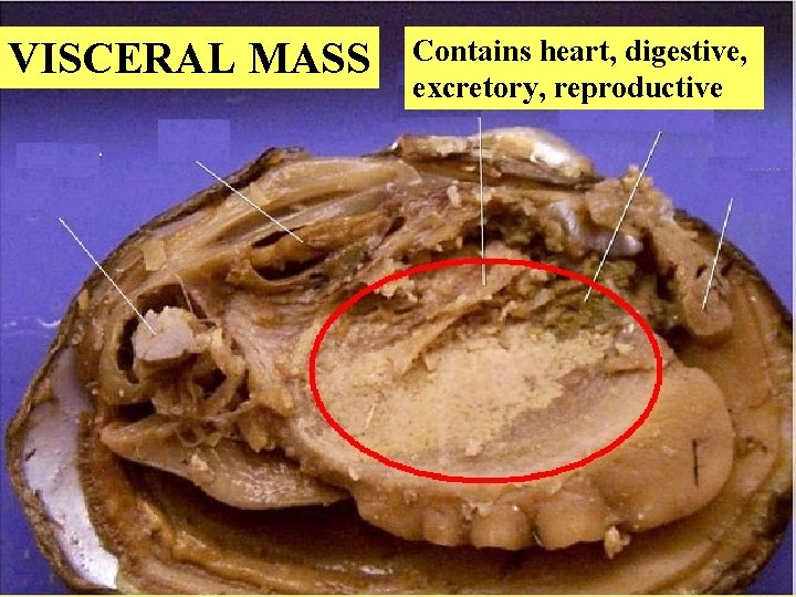 VISCERAL MASS Contains heart, digestive, excretory, reproductive 