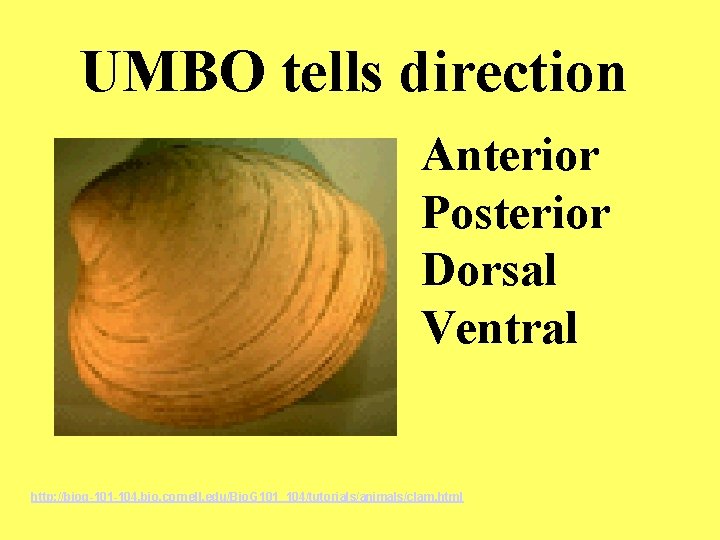 UMBO tells direction Anterior Posterior Dorsal Ventral http: //biog-101 -104. bio. cornell. edu/Bio. G