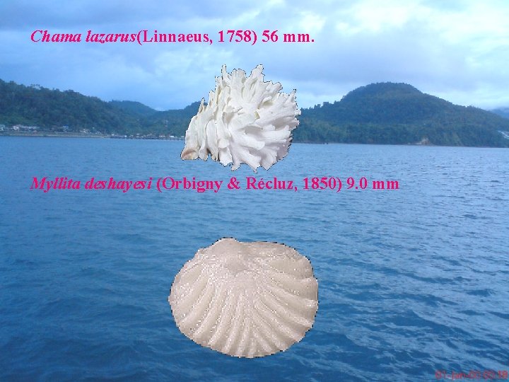 Chama lazarus(Linnaeus, 1758) 56 mm. Myllita deshayesi (Orbigny & Récluz, 1850) 9. 0 mm