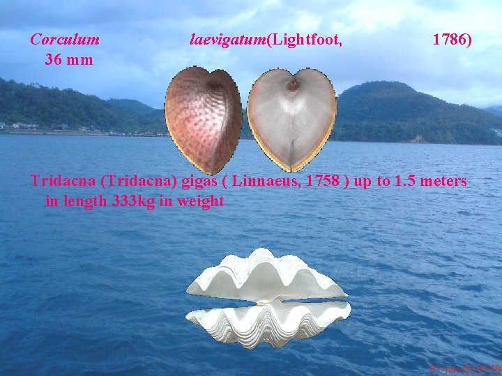 Corculum 36 mm laevigatum(Lightfoot, 1786) Tridacna (Tridacna) gigas ( Linnaeus, 1758 ) up to