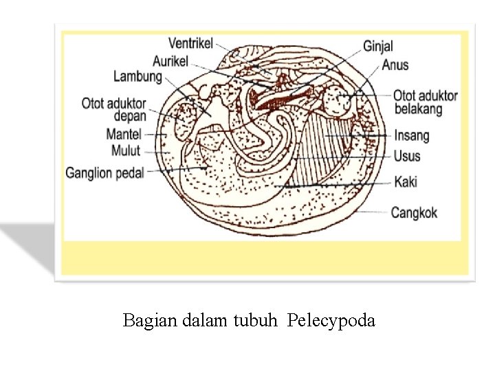 Bagian dalam tubuh Pelecypoda 