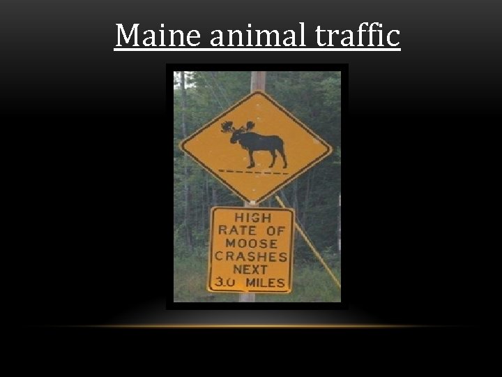 Maine animal traffic 
