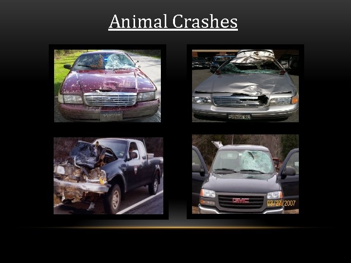 Animal Crashes 