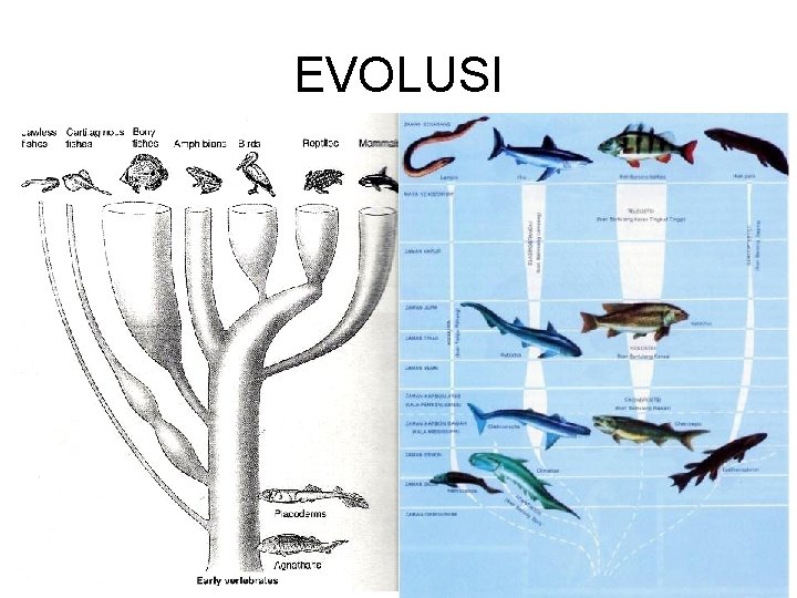EVOLUSI 