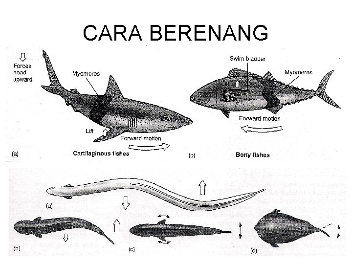 CARA BERENANG 