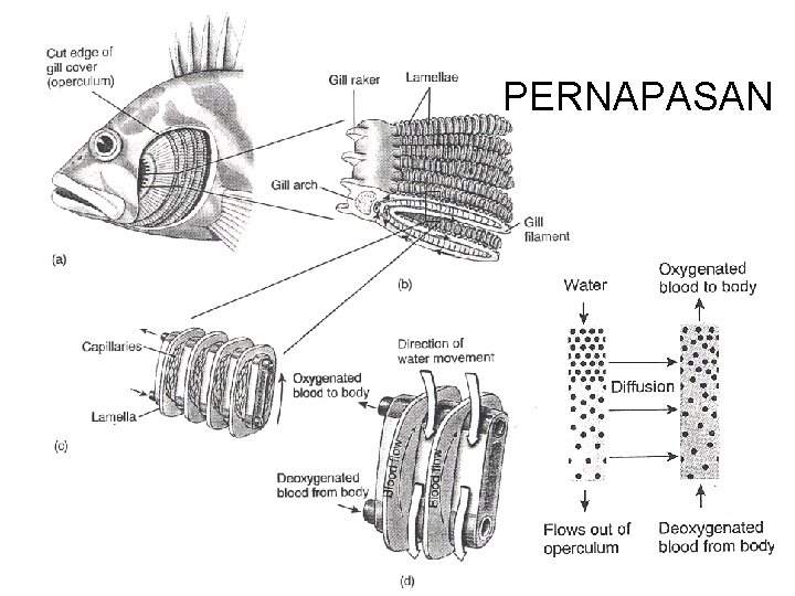 PERNAPASAN 