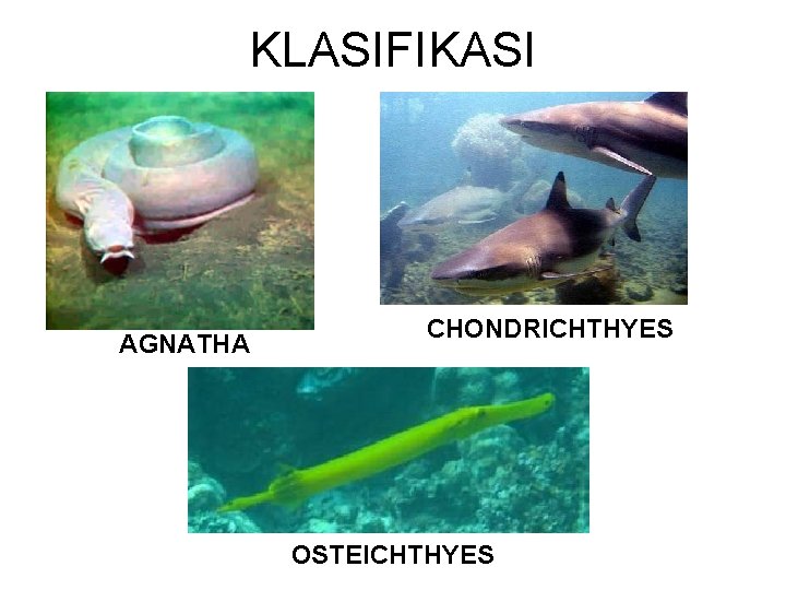 KLASIFIKASI AGNATHA CHONDRICHTHYES OSTEICHTHYES 