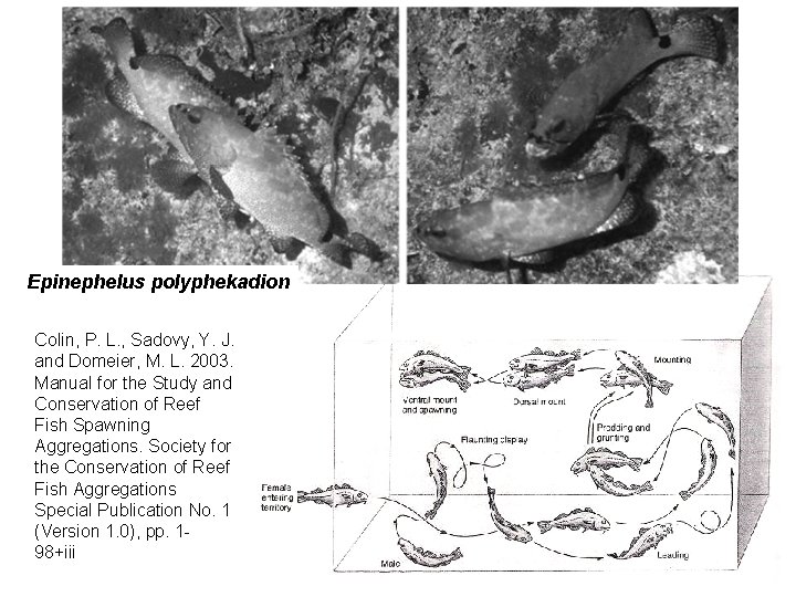 Epinephelus polyphekadion Colin, P. L. , Sadovy, Y. J. and Domeier, M. L. 2003.
