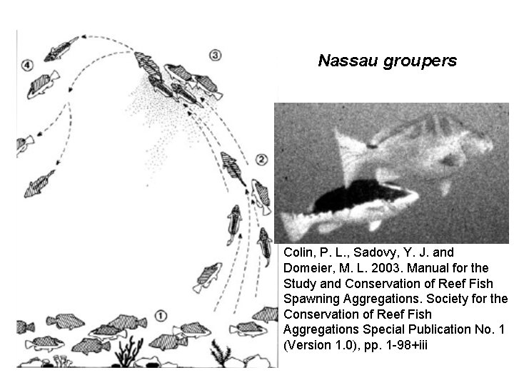 Nassau groupers Colin, P. L. , Sadovy, Y. J. and Domeier, M. L. 2003.