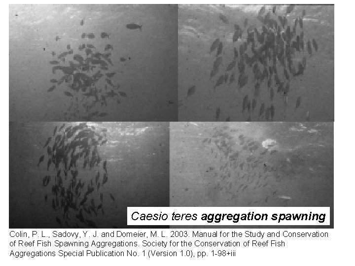 Caesio teres aggregation spawning Colin, P. L. , Sadovy, Y. J. and Domeier, M.