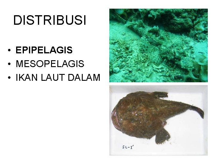 DISTRIBUSI • EPIPELAGIS • MESOPELAGIS • IKAN LAUT DALAM 