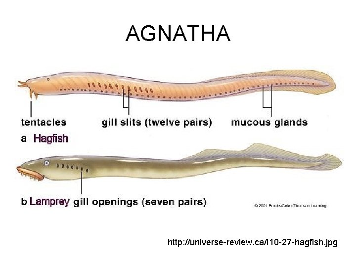 AGNATHA http: //universe-review. ca/I 10 -27 -hagfish. jpg 