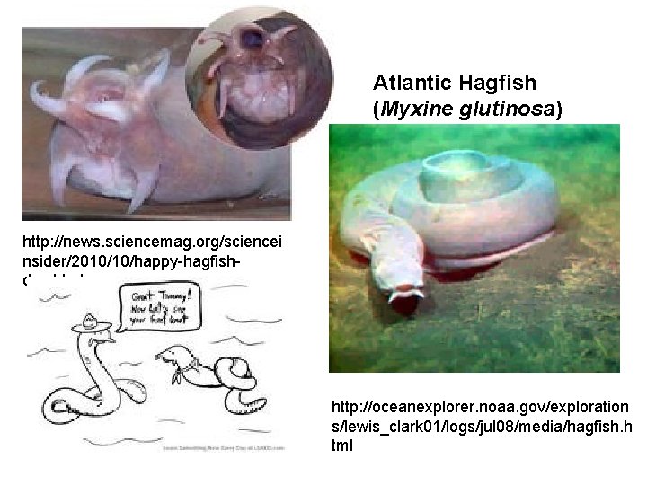 Atlantic Hagfish (Myxine glutinosa) http: //news. sciencemag. org/sciencei nsider/2010/10/happy-hagfishday. html http: //oceanexplorer. noaa. gov/exploration