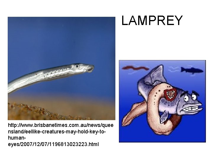 LAMPREY http: //www. brisbanetimes. com. au/news/quee nsland/eellike-creatures-may-hold-key-tohumaneyes/2007/12/07/1196813023223. html 