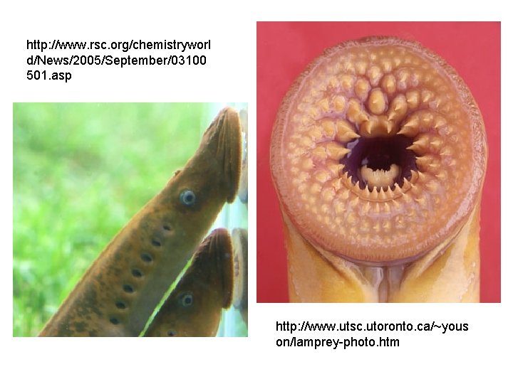 http: //www. rsc. org/chemistryworl d/News/2005/September/03100 501. asp http: //www. utsc. utoronto. ca/~yous on/lamprey-photo. htm