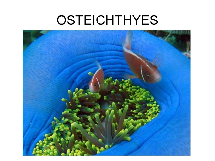 OSTEICHTHYES 