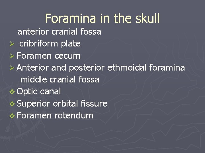 Foramina in the skull anterior cranial fossa Ø cribriform plate Ø Foramen cecum Ø
