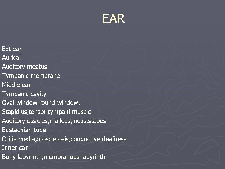 EAR Ext ear Aurical Auditory meatus Tympanic membrane Middle ear Tympanic cavity Oval window