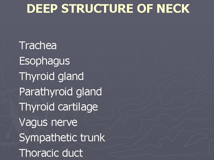 DEEP STRUCTURE OF NECK Trachea Esophagus Thyroid gland Parathyroid gland Thyroid cartilage Vagus nerve