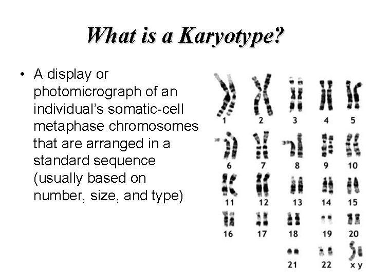 What is a Karyotype? • A display or photomicrograph of an individual’s somatic-cell metaphase