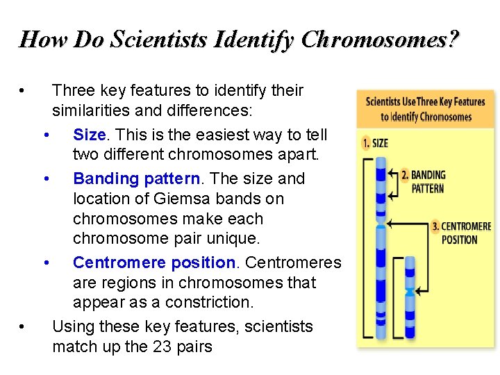 How Do Scientists Identify Chromosomes? • • Three key features to identify their similarities