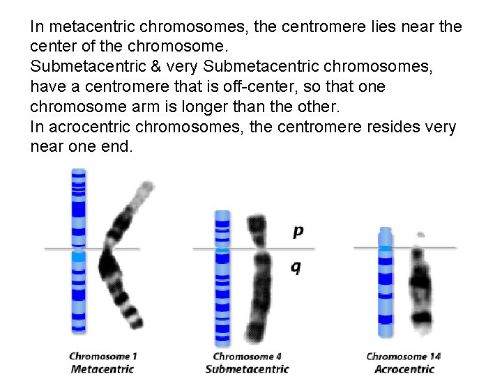 In metacentric chromosomes, the centromere lies near the center of the chromosome. Submetacentric &