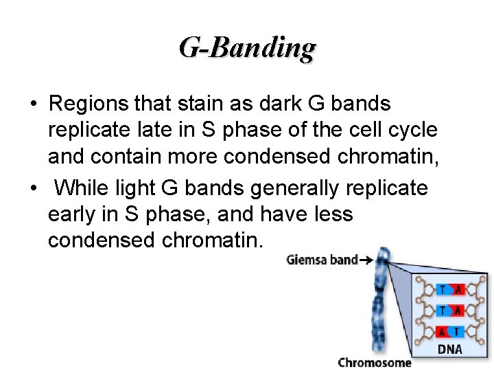 G-Banding • Regions that stain as dark G bands replicate late in S phase