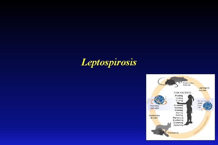 Leptospirosis 