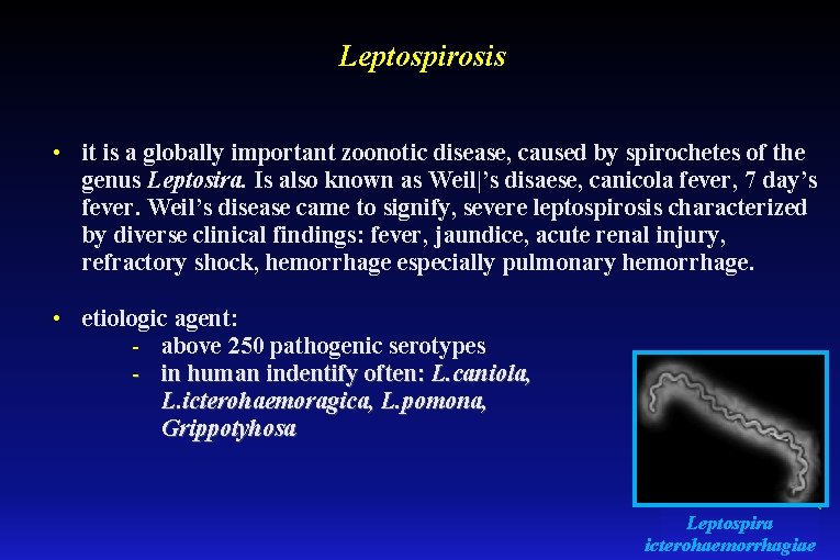 Leptospirosis • it is a globally important zoonotic disease, caused by spirochetes of the