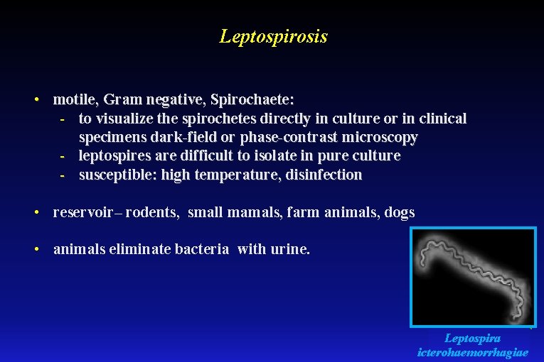 Leptospirosis • motile, Gram negative, Spirochaete: - to visualize the spirochetes directly in culture