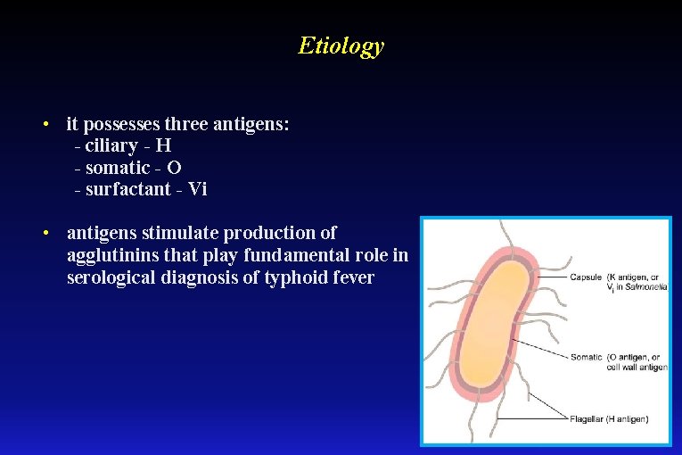 Etiology • it possesses three antigens: - ciliary - H - somatic - O