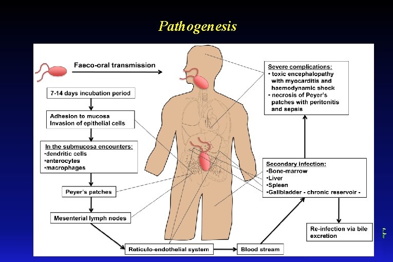 Pathogenesis 