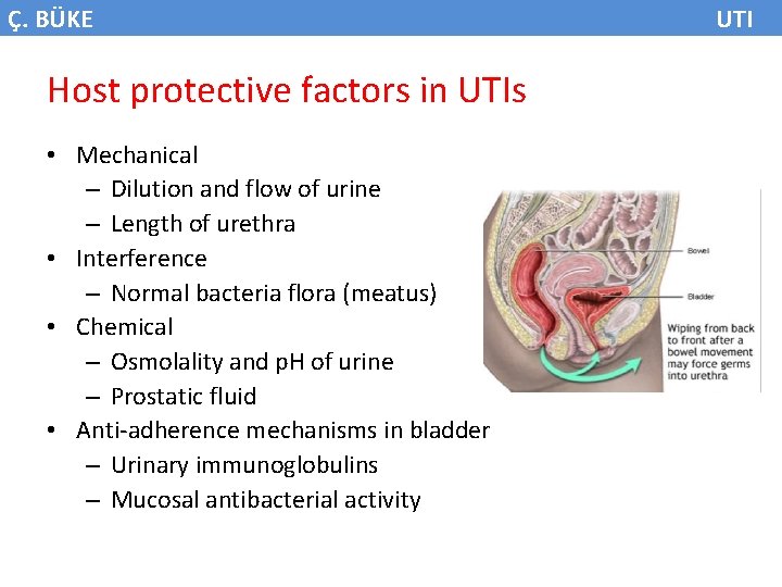 Ç. BÜKE Host protective factors in UTIs • Mechanical – Dilution and flow of