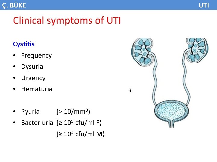 Ç. BÜKE UTI Clinical symptoms of UTI Cystitis • Frequency • Dysuria • Urgency