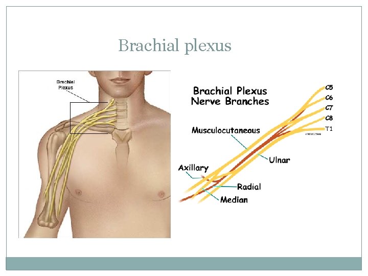 Brachial plexus 