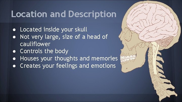 Location and Description ● Located inside your skull ● Not very large, size of