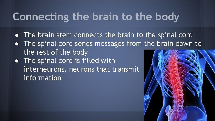 Connecting the brain to the body ● The brain stem connects the brain to