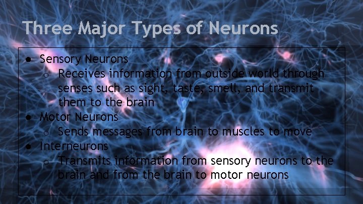 Three Major Types of Neurons ● Sensory Neurons o Receives information from outside world